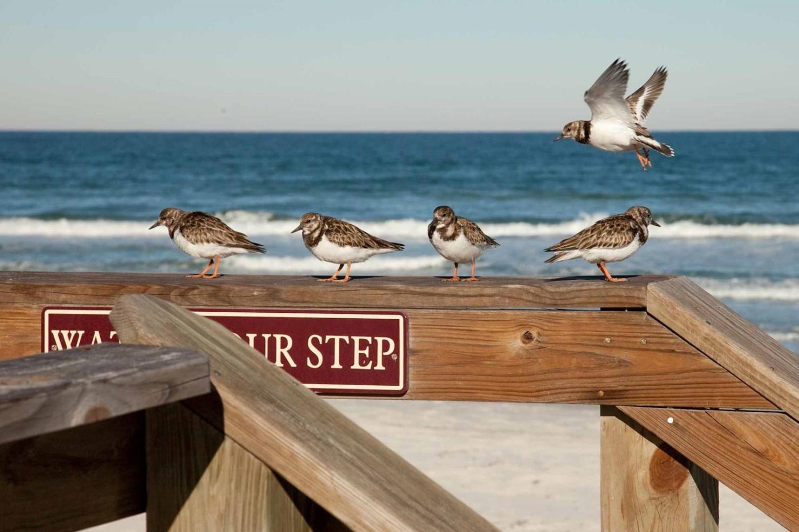 404 - Beautiful 2/2 Ocean View Διαμέρισμα New Smyrna Beach Εξωτερικό φωτογραφία